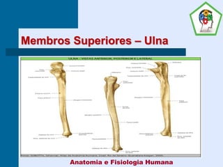Membros Superiores – Ulna
Anatomia e Fisiologia Humana
 
