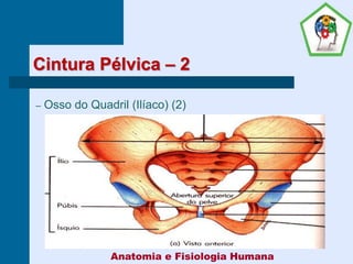Cintura Pélvica – 2
– Osso do Quadril (Ilíaco) (2)
Anatomia e Fisiologia Humana
 