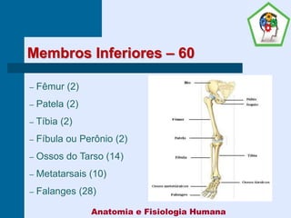 Membros Inferiores – 60
– Fêmur (2)
– Patela (2)
– Tíbia (2)
– Fíbula ou Perônio (2)
– Ossos do Tarso (14)
– Metatarsais (10)
– Falanges (28)
Anatomia e Fisiologia Humana
 