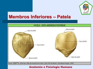 Membros Inferiores – Patela
Anatomia e Fisiologia Humana
 
