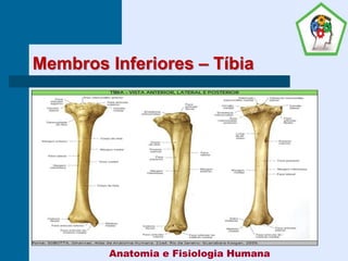 Membros Inferiores – Tíbia
Anatomia e Fisiologia Humana
 