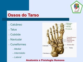 Ossos do Tarso
– Calcâneo
– Talus
– Cubóide
– Navicular
– Cuneiformes
– Medial
– Intermédio
– Lateral
Anatomia e Fisiologia Humana
 