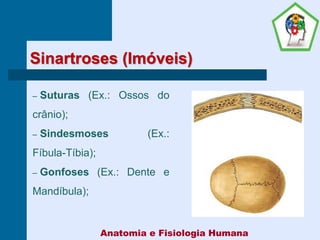 Sinartroses (Imóveis)
– Suturas (Ex.: Ossos do
crânio);
– Sindesmoses (Ex.:
Fíbula-Tíbia);
– Gonfoses (Ex.: Dente e
Mandíbula);
Anatomia e Fisiologia Humana
 