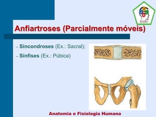 Anfiartroses (Parcialmente móveis)
– Sincondroses (Ex.: Sacral);
– Sínfises (Ex.: Púbica)
Anatomia e Fisiologia Humana
 