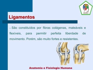 Ligamentos
– São constituídos por fibras colágenas, maleáveis e
flexíveis, para permitir perfeita liberdade de
movimento. Porém, são muito fortes e resistentes.
Anatomia e Fisiologia Humana
 