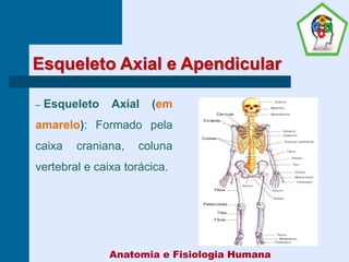 Esqueleto Axial e Apendicular
– Esqueleto Axial (em
amarelo): Formado pela
caixa craniana, coluna
vertebral e caixa torácica.
Anatomia e Fisiologia Humana
 