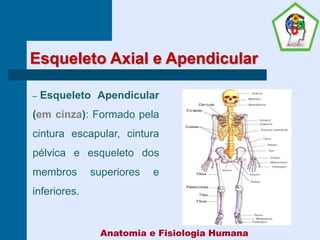 Esqueleto Axial e Apendicular
– Esqueleto Apendicular
(em cinza): Formado pela
cintura escapular, cintura
pélvica e esqueleto dos
membros superiores e
inferiores.
Anatomia e Fisiologia Humana
 