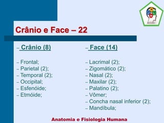 Crânio e Face – 22
– Crânio (8)
– Frontal;
– Parietal (2);
– Temporal (2);
– Occipital;
– Esfenóide;
– Etmóide;
– Face (14)
– Lacrimal (2);
– Zigomático (2);
– Nasal (2);
– Maxilar (2);
– Palatino (2);
– Vômer;
– Concha nasal inferior (2);
– Mandíbula;
Anatomia e Fisiologia Humana
 