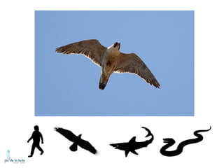 HOW DO ANIMALS MOVE?