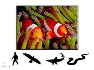 HOW DO ANIMALS MOVE?