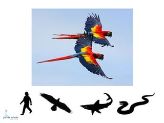 HOW DO ANIMALS MOVE?