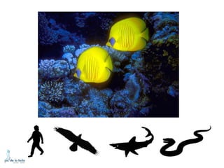 HOW DO ANIMALS MOVE?