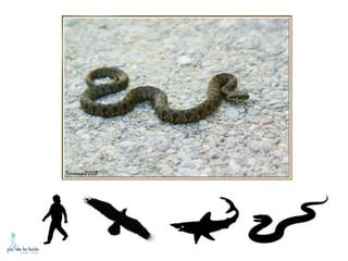 HOW DO ANIMALS MOVE?