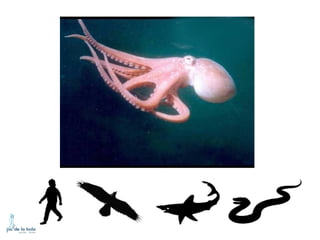 HOW DO ANIMALS MOVE?