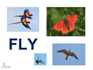 FLY

 