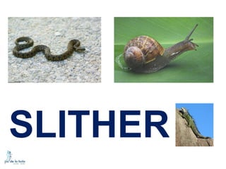 SLITHER

 