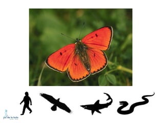 HOW DO ANIMALS MOVE?