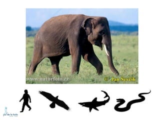 HOW DO ANIMALS MOVE?