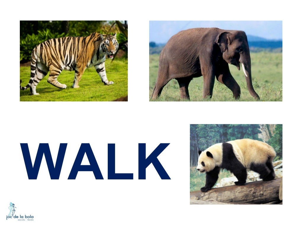 HOW DO ANIMALS MOVE?