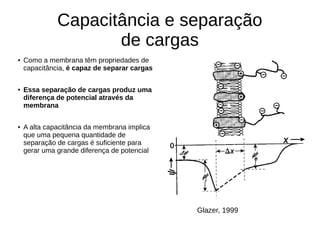 Capacitância e separação
de cargas
● Como a membrana têm propriedades de
capacitância, é capaz de separar cargas
● Essa separação de cargas produz uma
diferença de potencial através da
membrana
● A alta capacitância da membrana implica
que uma pequena quantidade de
separação de cargas é suficiente para
gerar uma grande diferença de potencial
Glazer, 1999
 