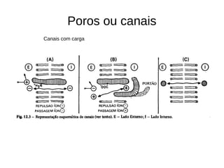 Poros ou canais
Canais com carga
 