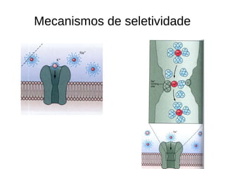 Mecanismos de seletividade
 