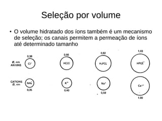 Seleção por volume
● O volume hidratado dos íons também é um mecanismo
de seleção; os canais permitem a permeação de íons
até determinado tamanho
 