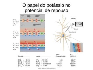 O papel do potássio no
potencial de repouso
 