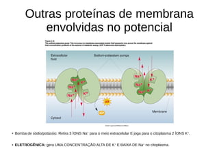 Outras proteínas de membrana
envolvidas no potencial
●
Bomba de sódio/potássio: Retira 3 ÍONS Na+
para o meio extracelular E joga para o citoplasma 2 ÍONS K+
.
● ELETROGÊNICA: gera UMA CONCENTRAÇÃO ALTA DE K+
E BAIXA DE Na+
no citoplasma.
 