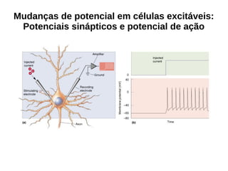 Mudanças de potencial em células excitáveis:
Potenciais sinápticos e potencial de ação
 