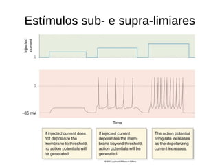 Estímulos sub- e supra-limiares
 