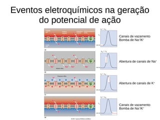 Eventos eletroquímicos na geração
do potencial de ação
Canais de vazamento
Bomba de Na+
/K+
Abertura de canais de Na+
Abertura de canais de K+
Canais de vazamento
Bomba de Na+
/K+
 