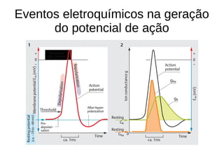 Eventos eletroquímicos na geração
do potencial de ação
 