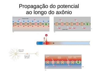 Propagação do potencial
ao longo do axônio
 