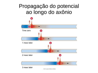 Propagação do potencial
ao longo do axônio
 