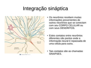 Integração sináptica
● Os neurônios recebem muitas
informações provenientes de
outros neurônios que se conectam
com seu CORPO CELULAR ou
com seus DENDRITOS.
● Estes contatos entre neurônios
diferentes são pontos onde a
informação neural é repassada de
uma célula para outra.
● Tais contatos são as chamadas
SINAPSES.
 