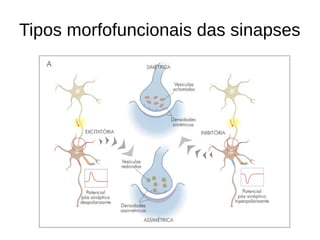 Tipos morfofuncionais das sinapses
 