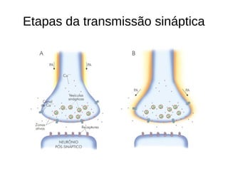Etapas da transmissão sináptica
 