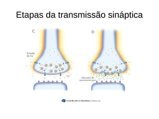 Etapas da transmissão sináptica
 