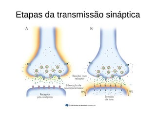 Etapas da transmissão sináptica
 