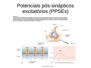 Potenciais pós-sinápticos
excitatórios (PPSEs)
 