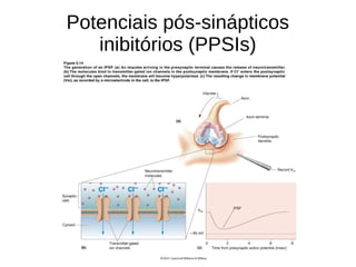 Potenciais pós-sinápticos
inibitórios (PPSIs)
 