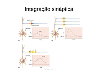 Integração sináptica
 
