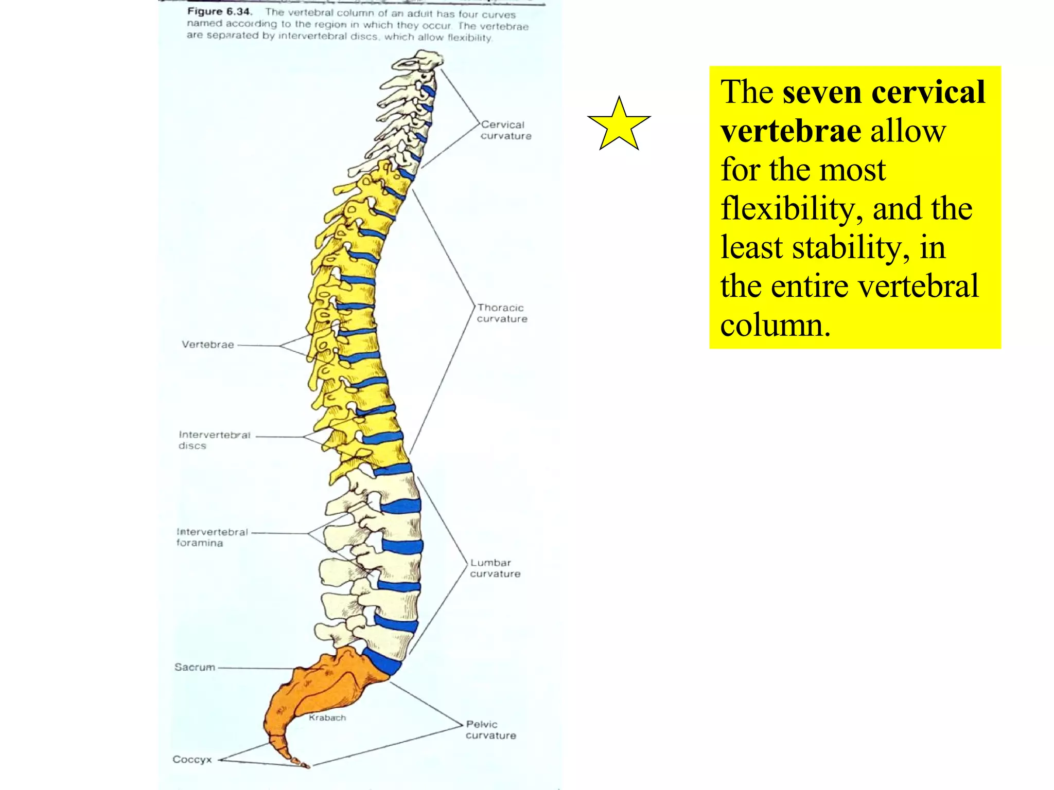 05 Axial Skeleton Vertebral Column And Thoracic Cage | PPT