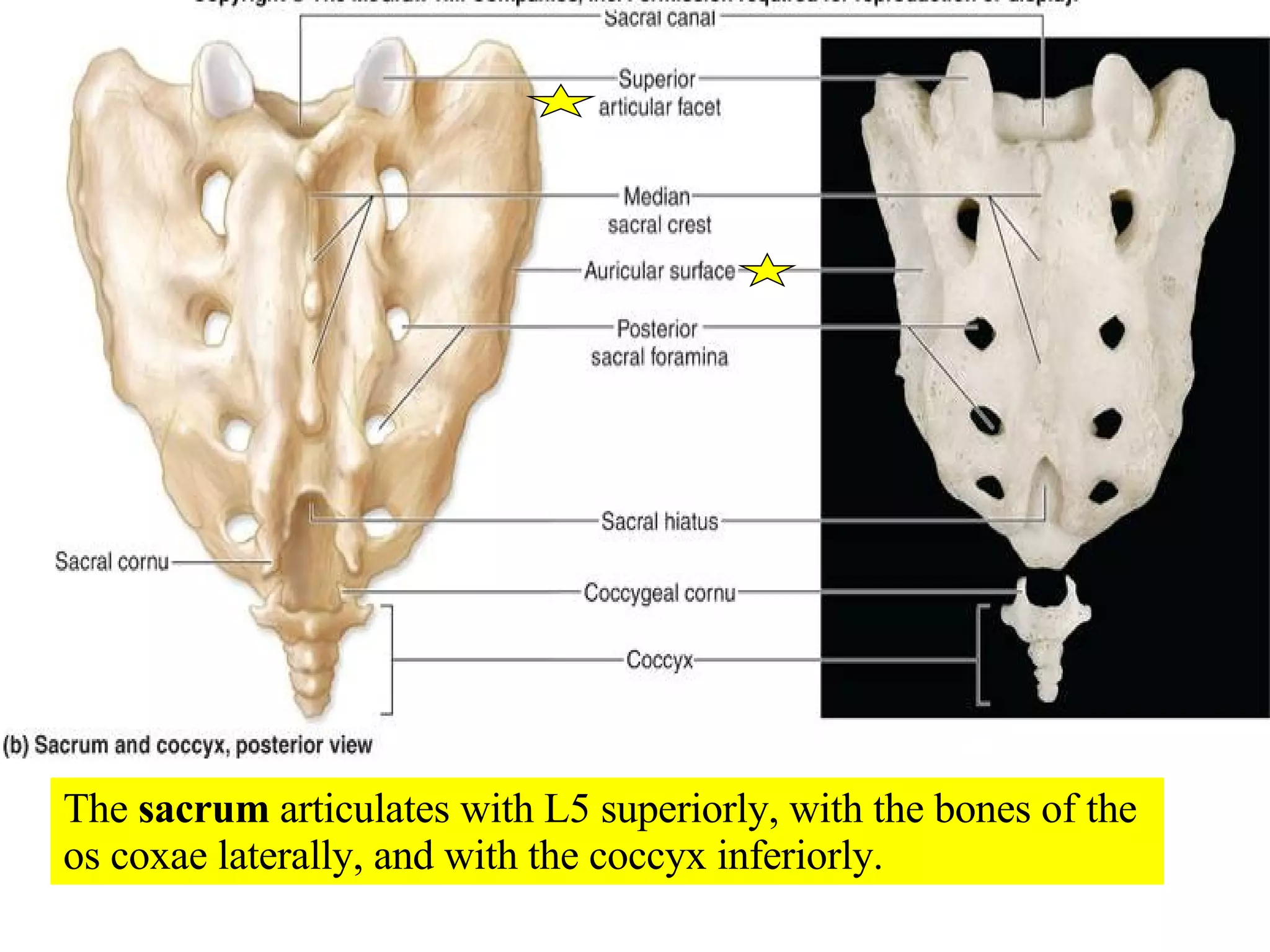 05 Axial Skeleton Vertebral Column And Thoracic Cage | PPT