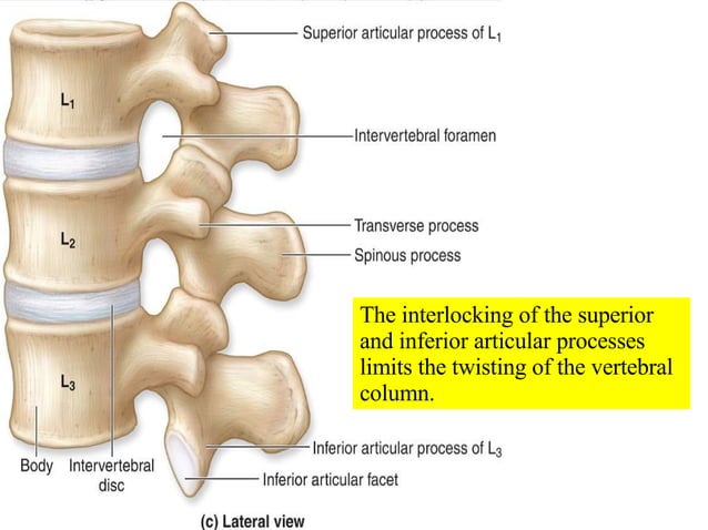 05 Axial Skeleton Vertebral Column And Thoracic Cage | PPT