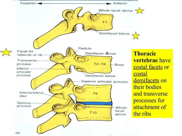 05 Axial Skeleton Vertebral Column And Thoracic Cage | PPT