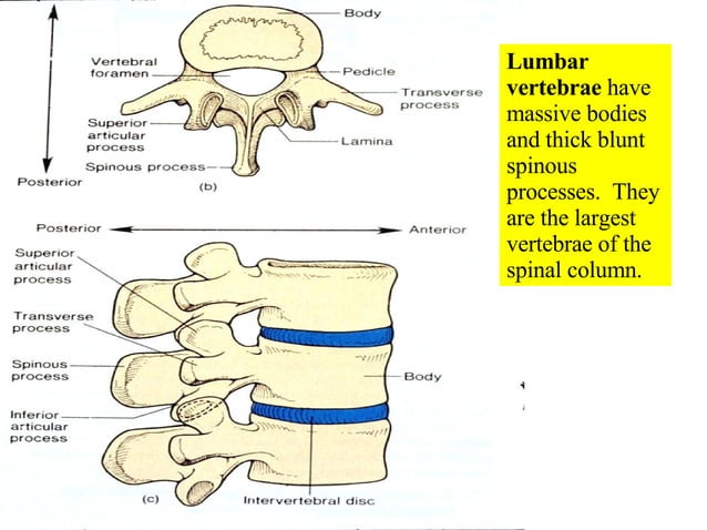 05 Axial Skeleton Vertebral Column And Thoracic Cage | PPT