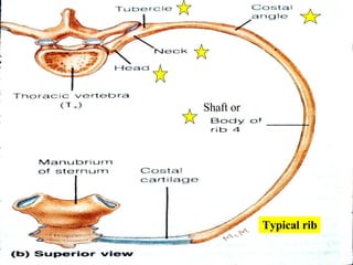 Variable Catenary Rib Shell 05 Axial Skeleton Vertebral Column And Thoracic Cage | PPT
