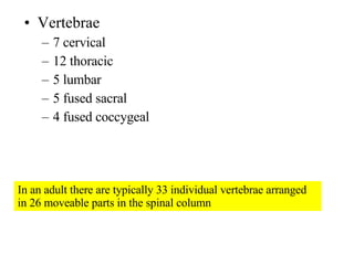 [object Object],[object Object],[object Object],[object Object],[object Object],[object Object],In an adult there are typically 33 individual vertebrae arranged in 26 moveable parts in the spinal column 